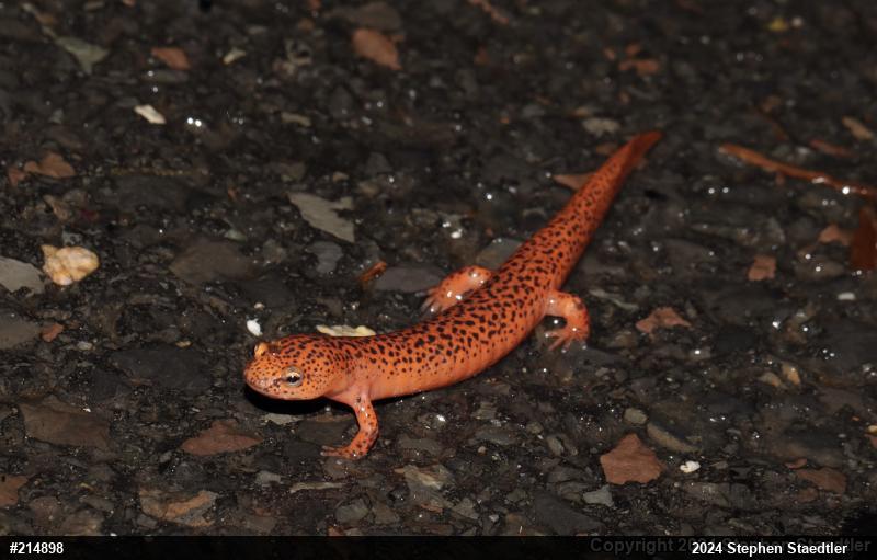 Northern Red Salamander