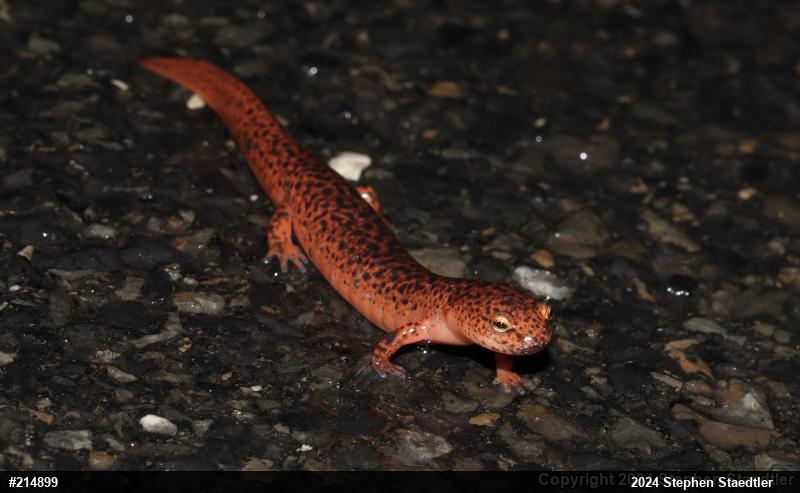 Northern Red Salamander