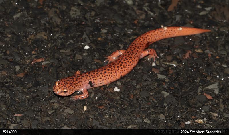 Northern Red Salamander
