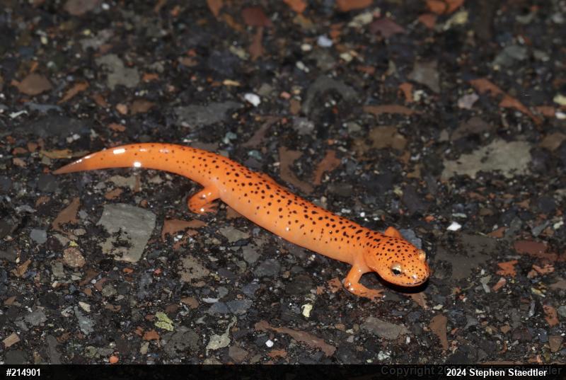 Northern Red Salamander