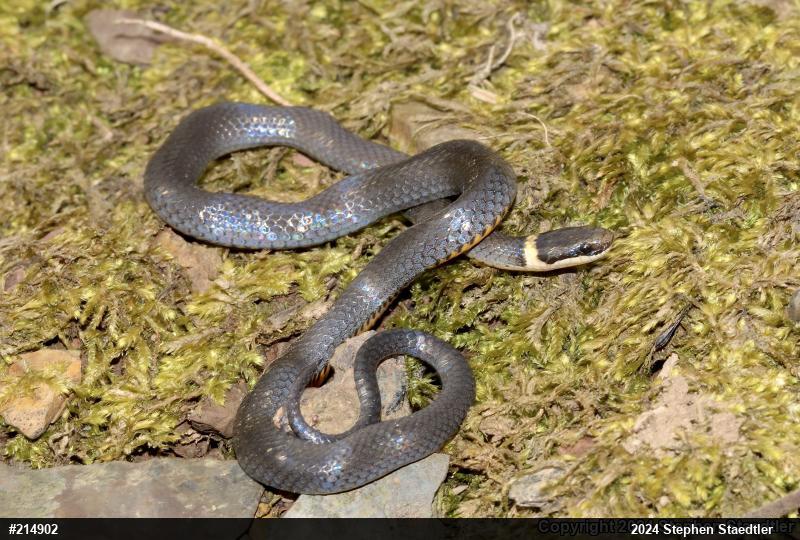 Northern Ring-necked Snake