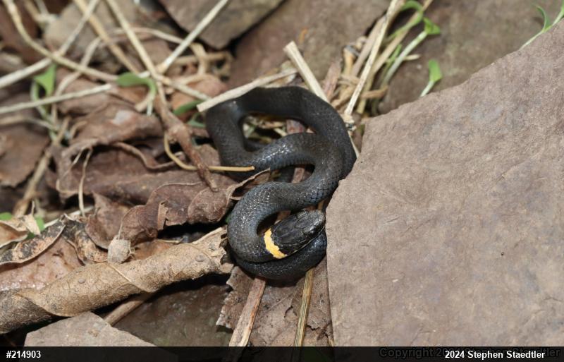 Northern Ring-necked Snake