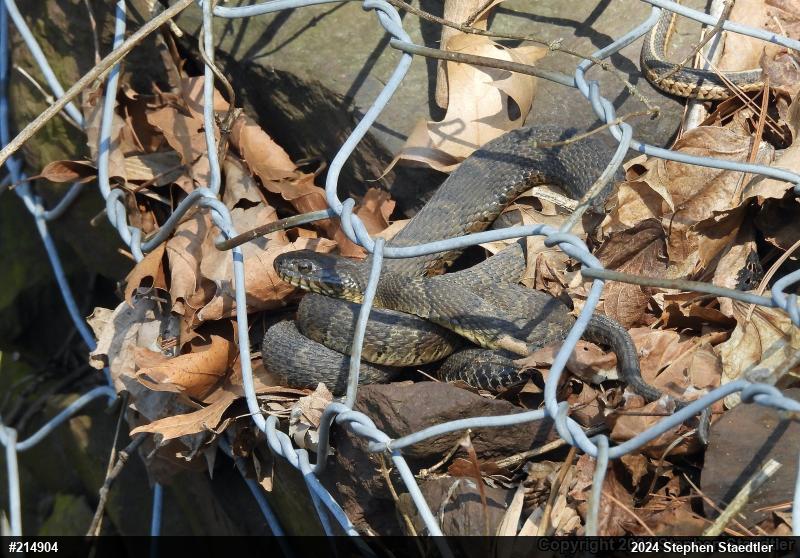 Northern Watersnake