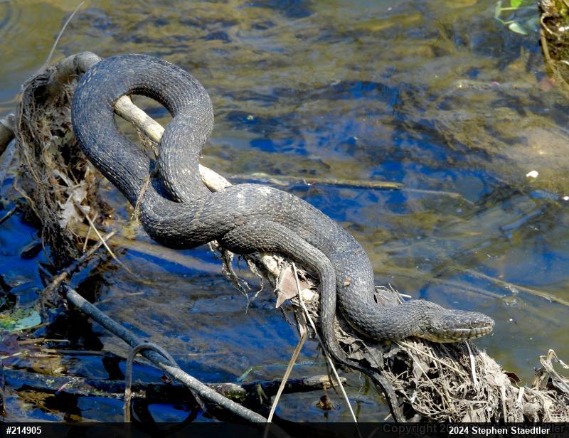 Northern Watersnake