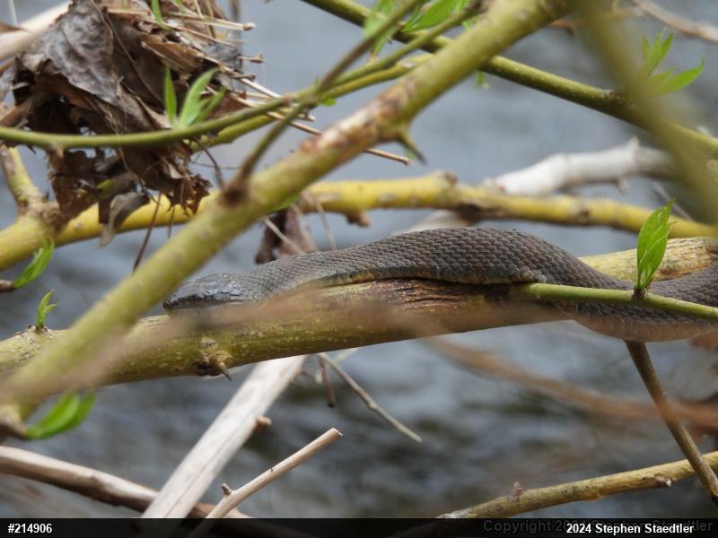Northern Watersnake