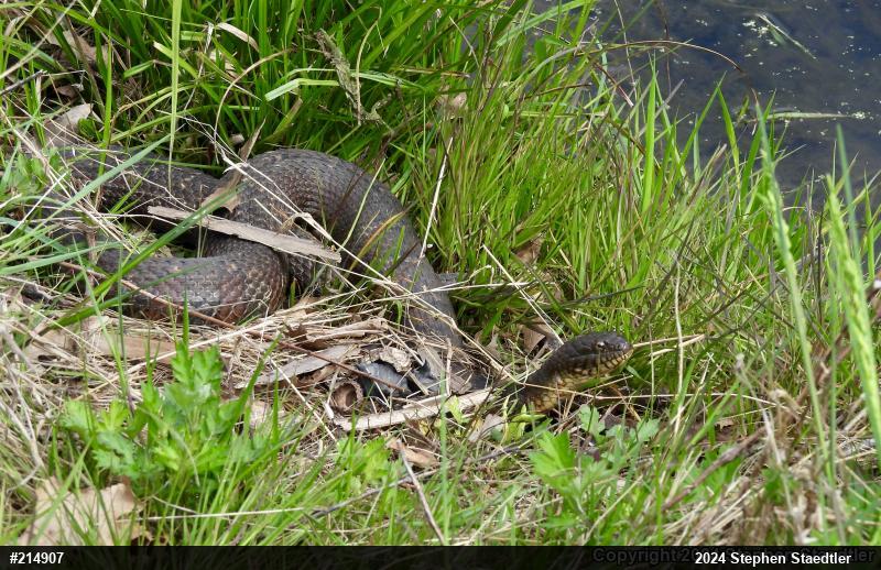 Northern Watersnake