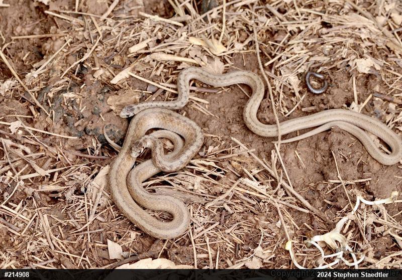 Dekay's Brownsnake
