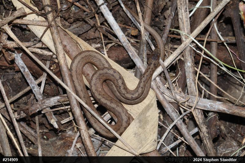 Dekay's Brownsnake