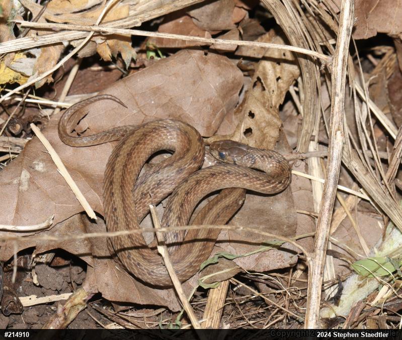 Dekay's Brownsnake