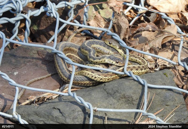 Eastern Gartersnake