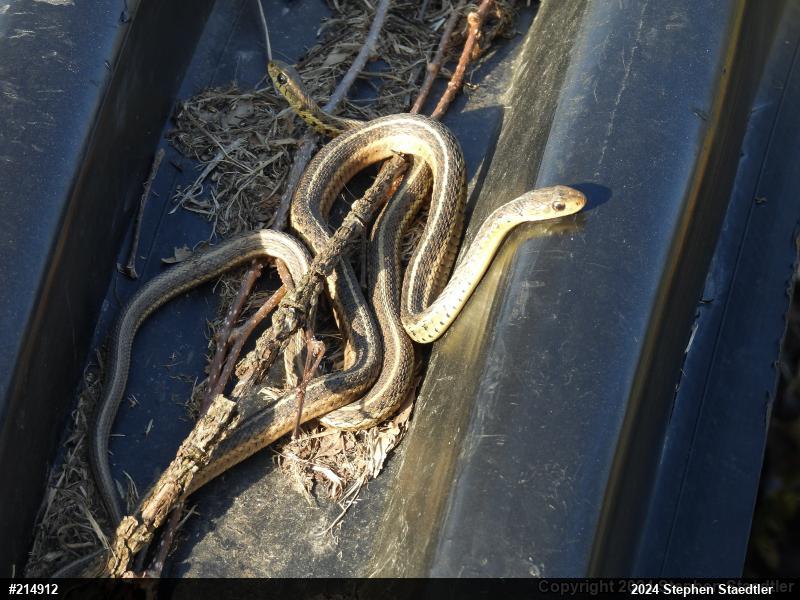 Eastern Gartersnake