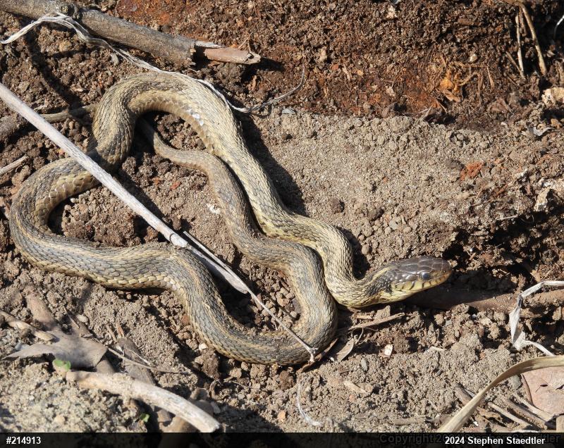 Eastern Gartersnake