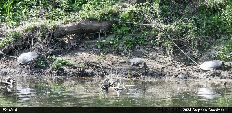 Eastern Spiny Softshell