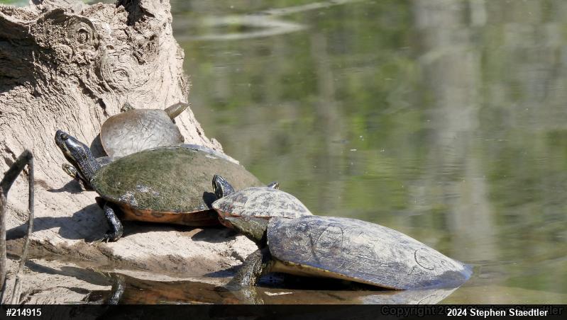Eastern Spiny Softshell