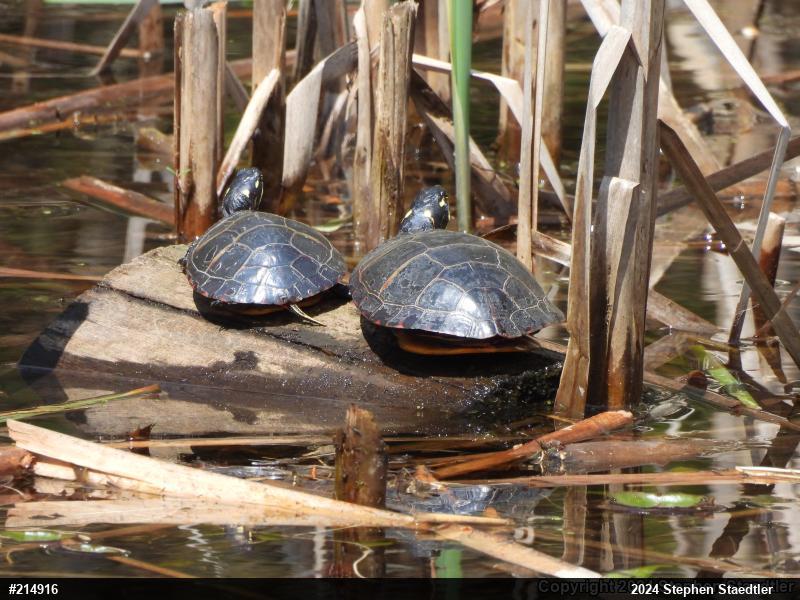Eastern Painted Turtle