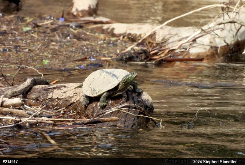 Northern Map Turtle