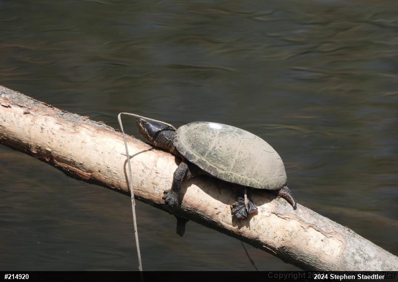 Eastern Musk Turtle