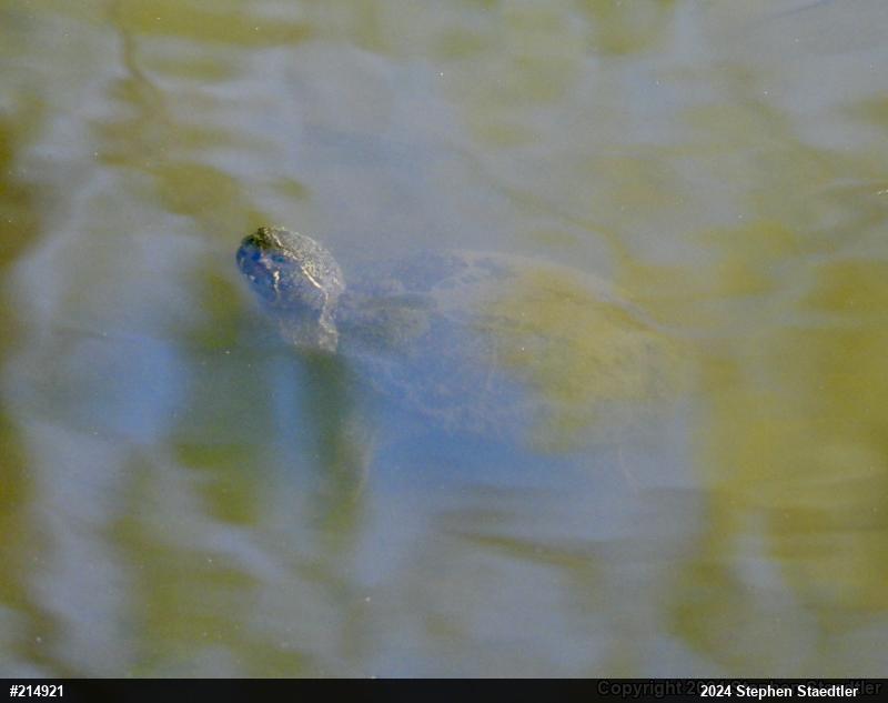 Eastern Musk Turtle