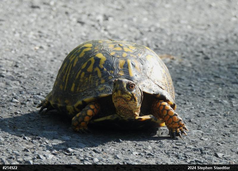 Eastern Box Turtle