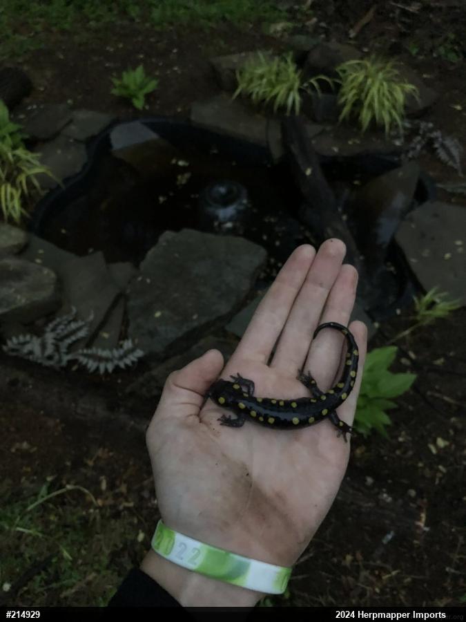 Spotted Salamander