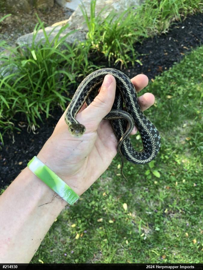 Eastern Gartersnake