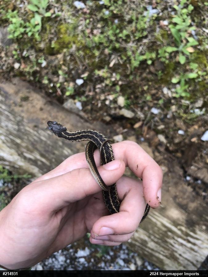 Eastern Gartersnake