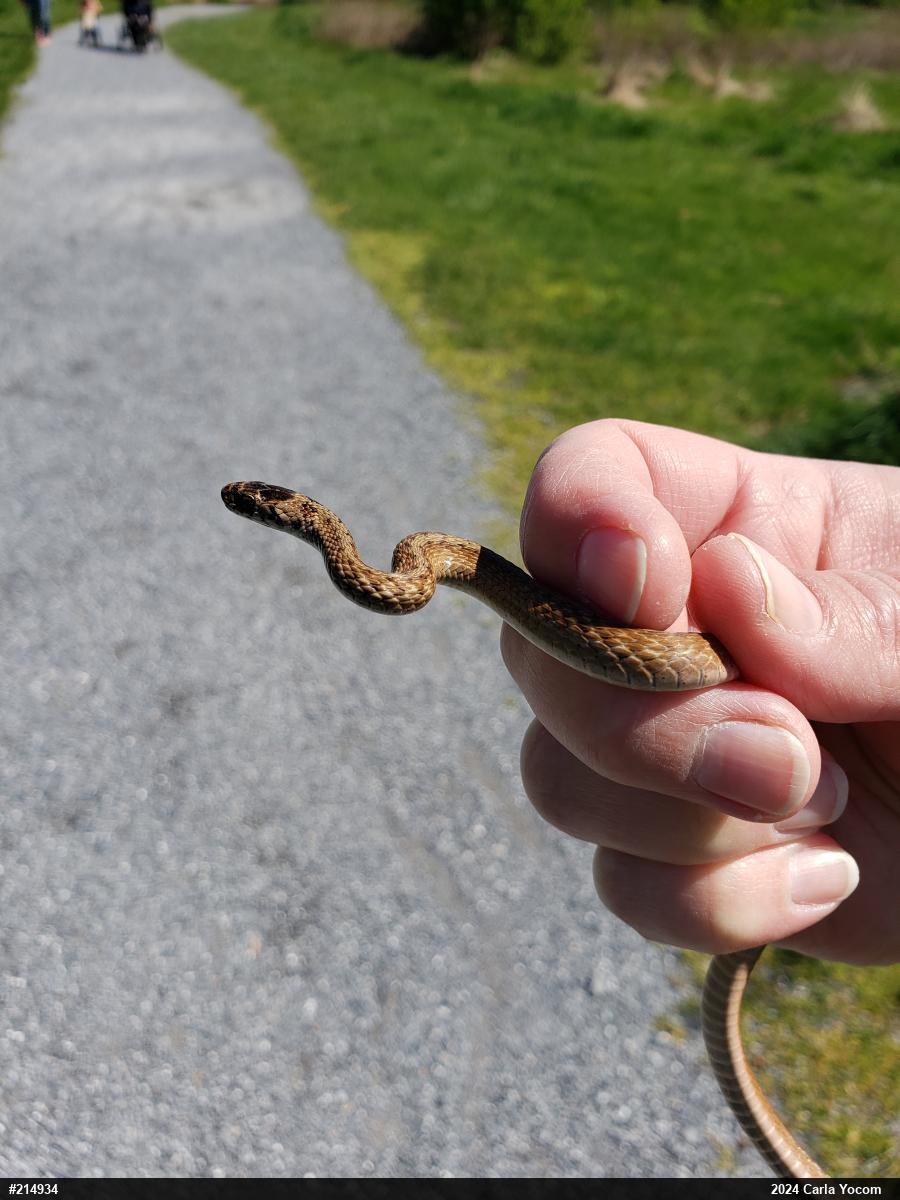 Dekay's Brownsnake