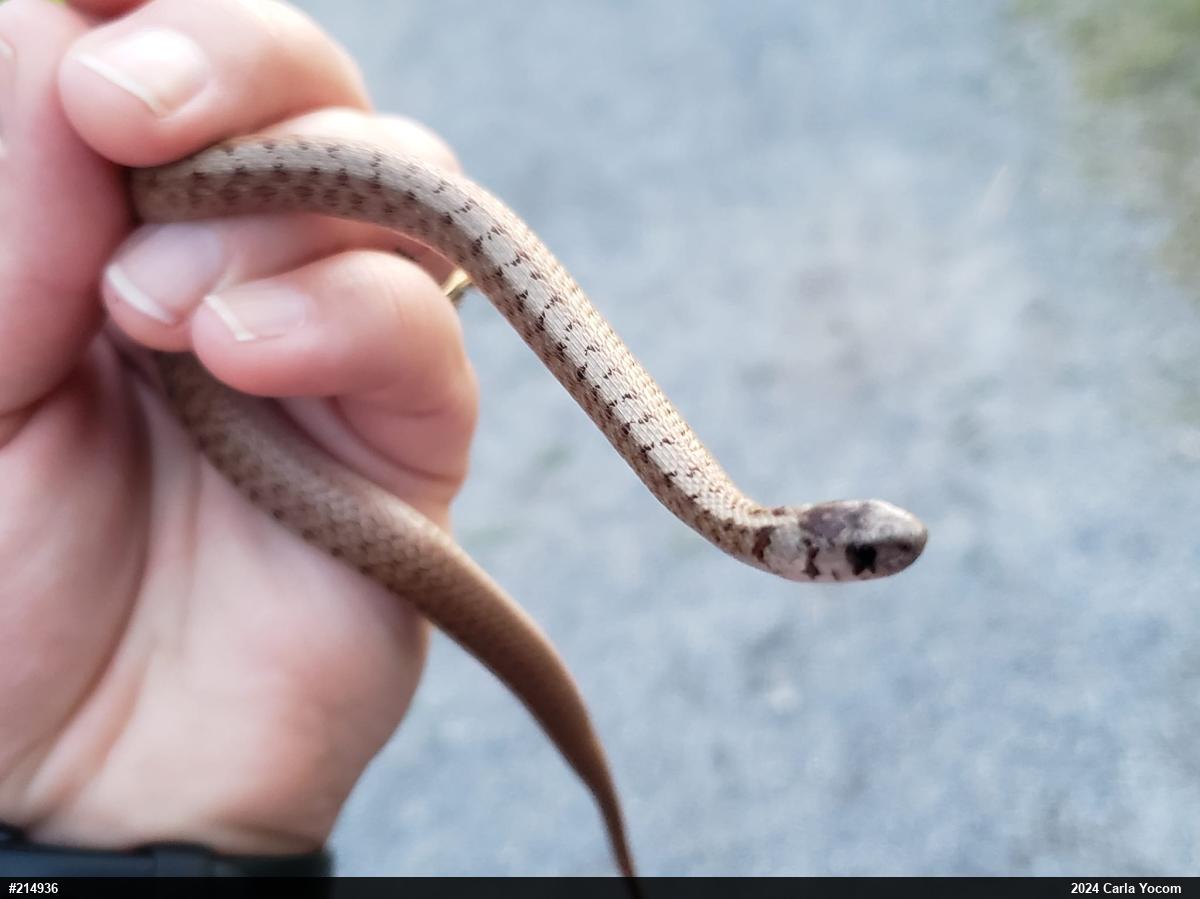 Dekay's Brownsnake
