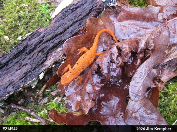 Red-spotted Newt