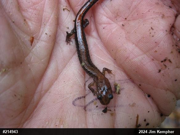 Eastern Red-backed  Salamander