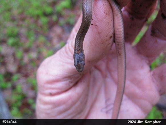 Red-bellied Snake