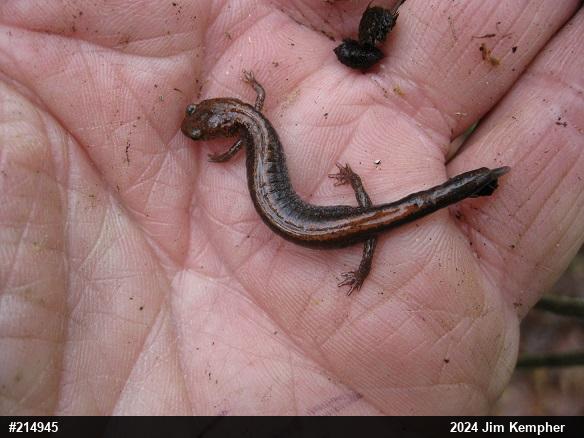 Eastern Red-backed  Salamander