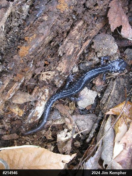Northern Slimy Salamander