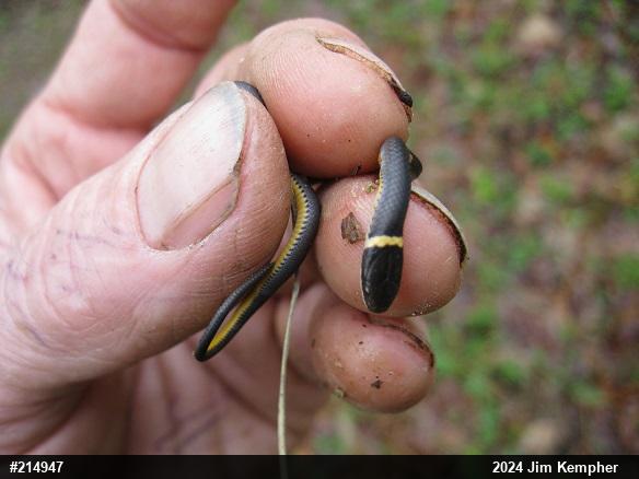 Northern Ring-necked Snake