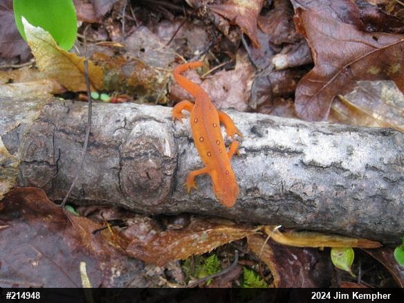 Red-spotted Newt