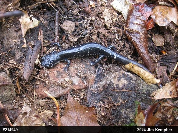 Northern Slimy Salamander