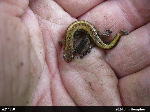 Allegheny Mountain Dusky Salamander