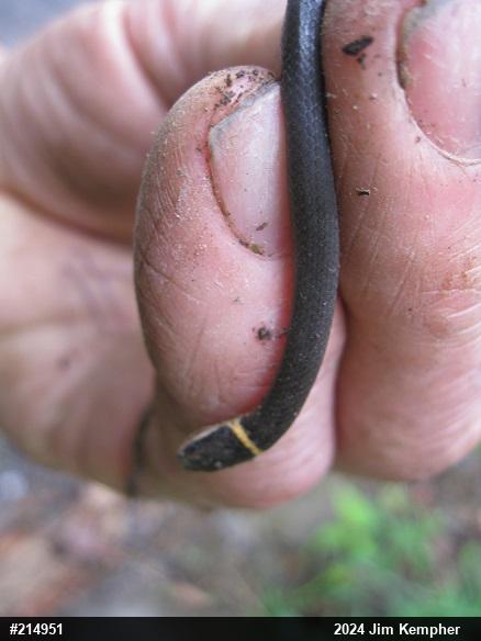 Northern Ring-necked Snake
