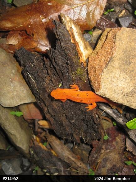 Red-spotted Newt