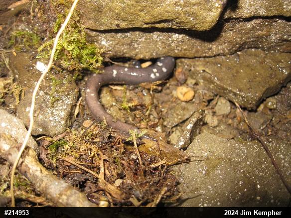 Northern Slimy Salamander