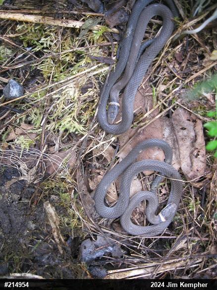 Northern Ring-necked Snake