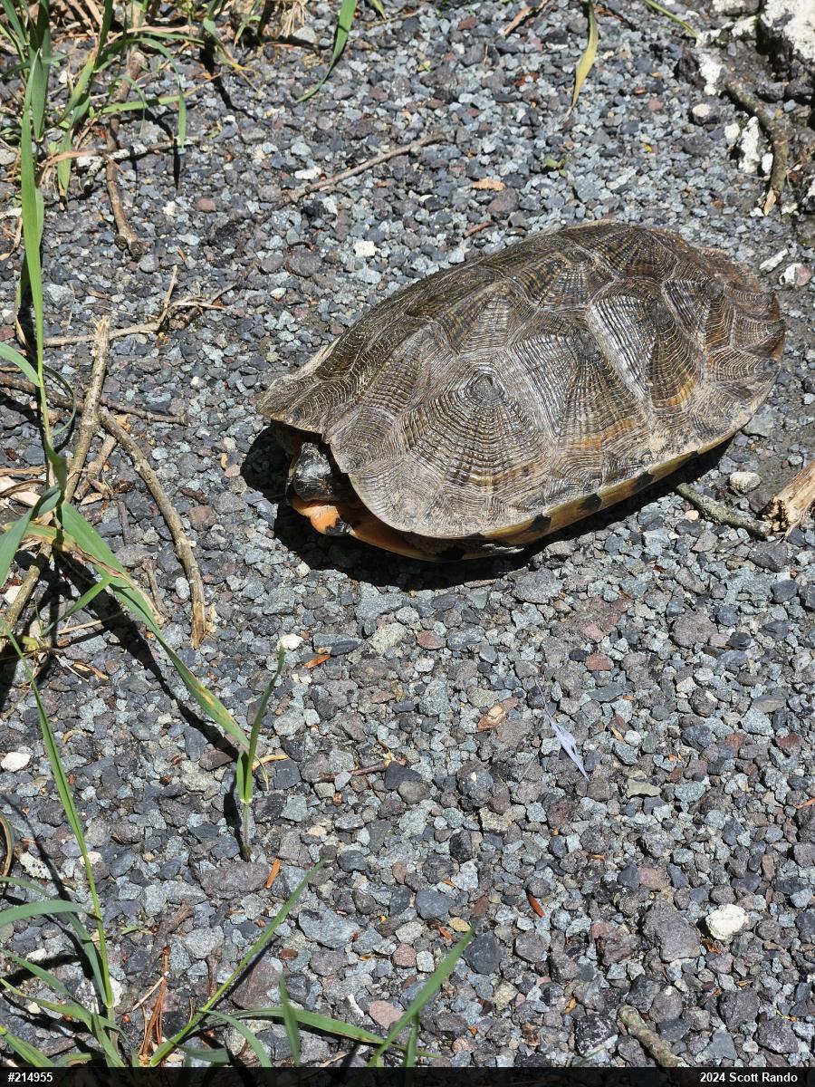 Wood Turtle