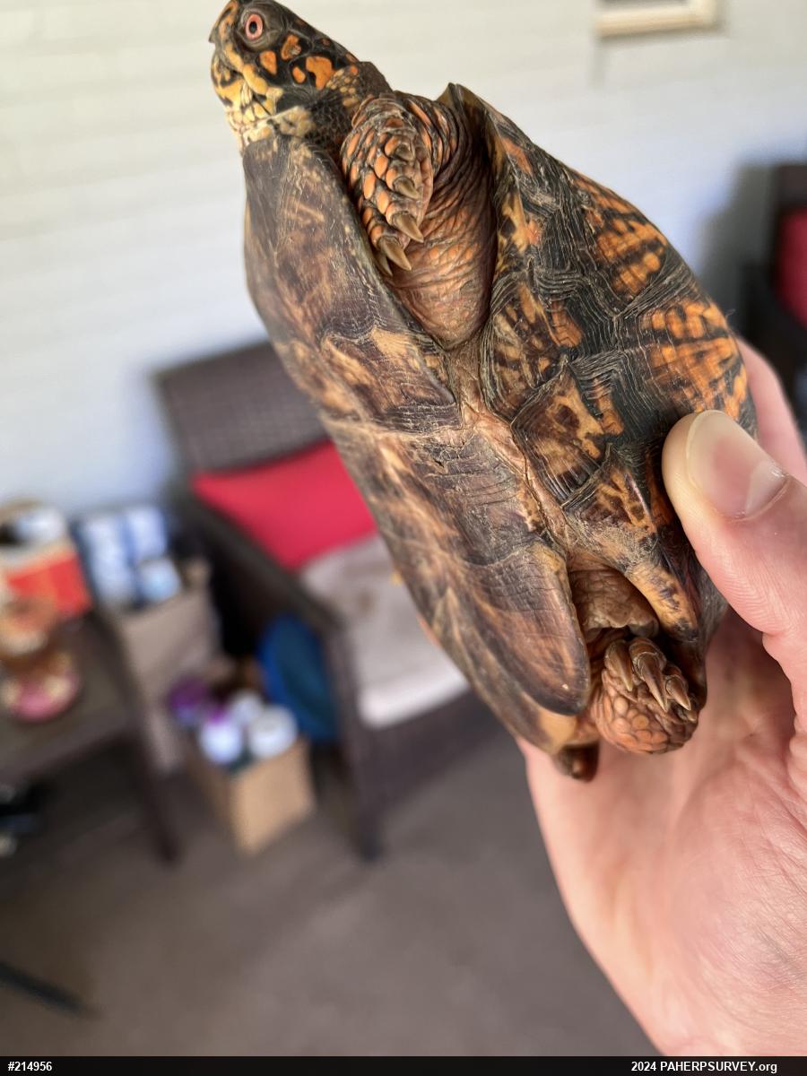 Eastern Box Turtle