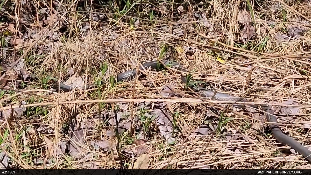 Northern Black Racer