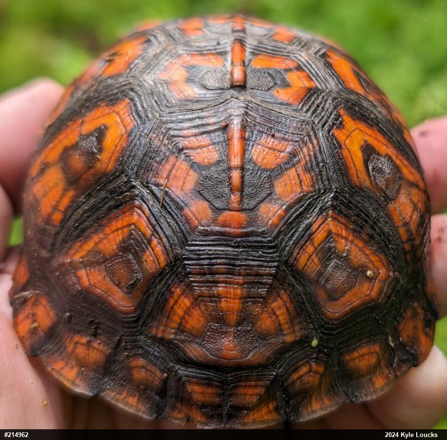 Eastern Box Turtle