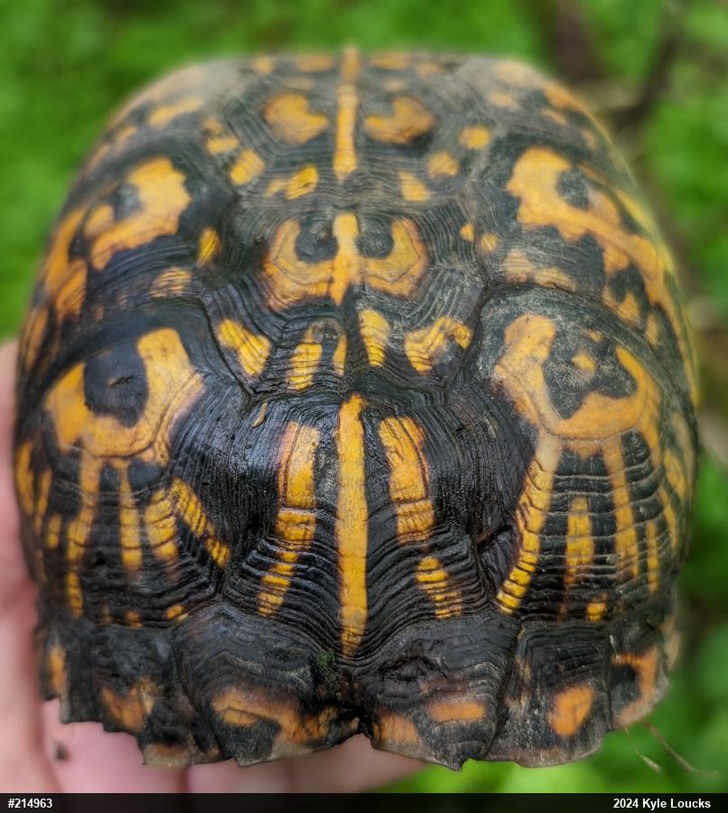 Eastern Box Turtle