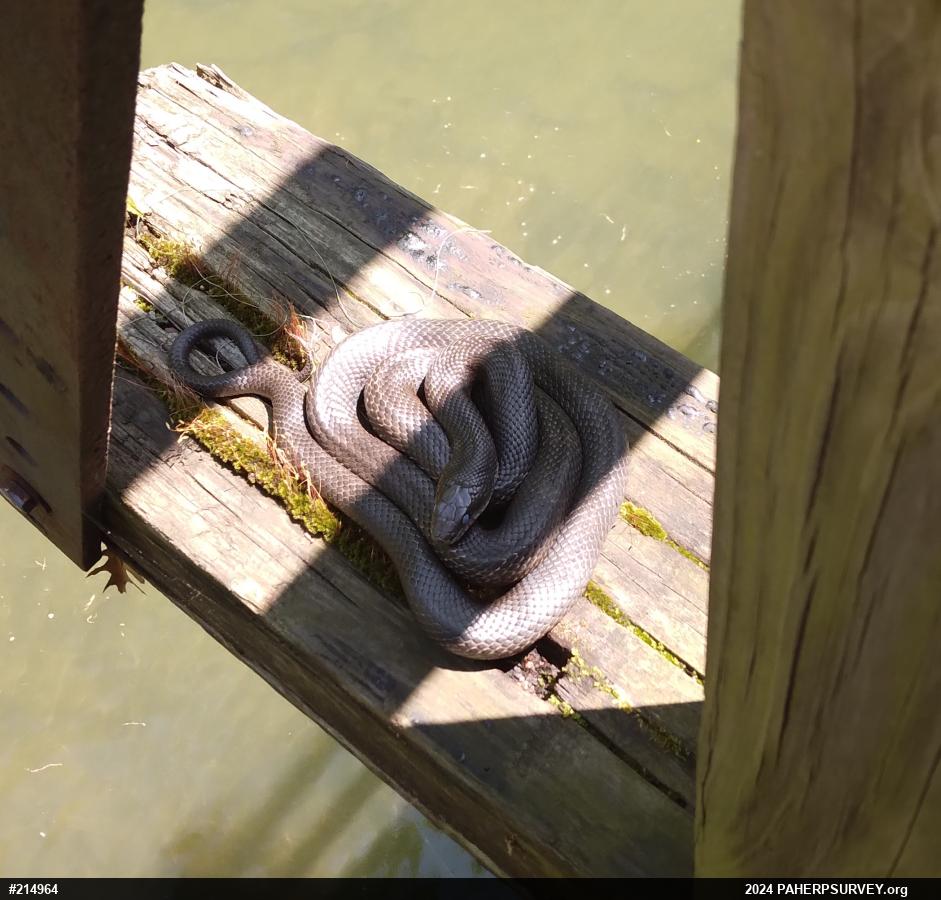 Eastern Ratsnake
