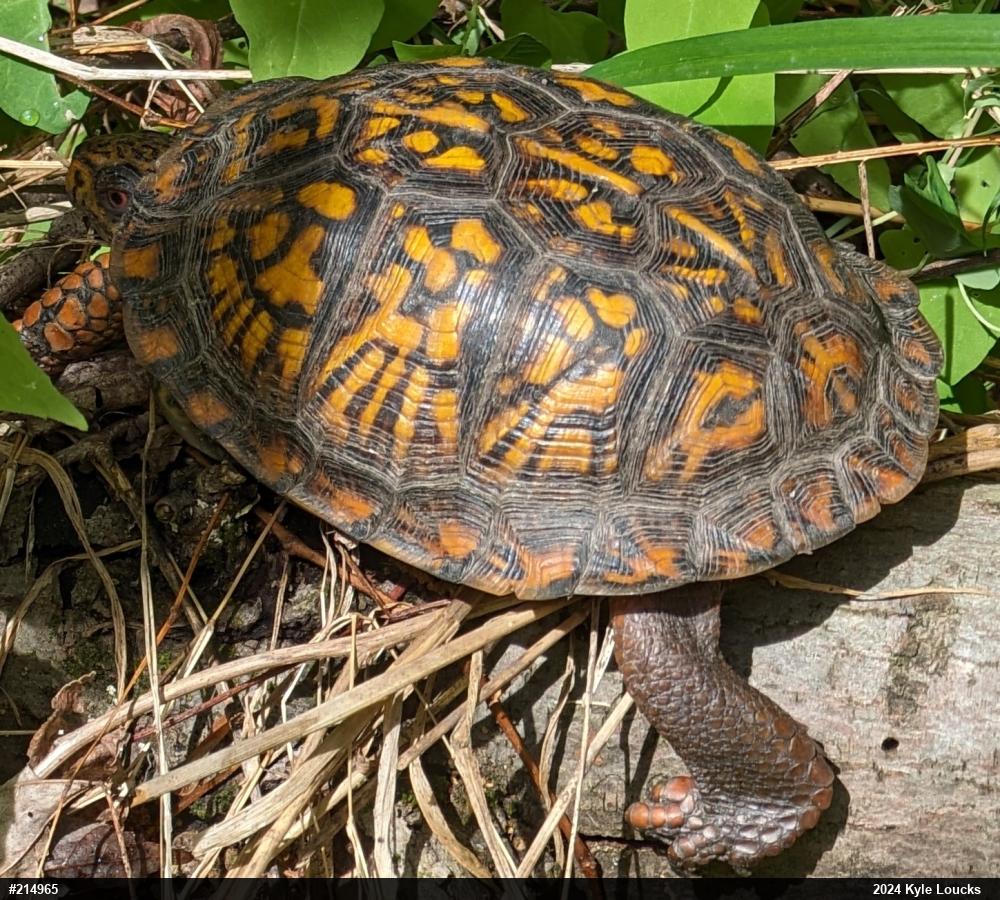 Eastern Box Turtle