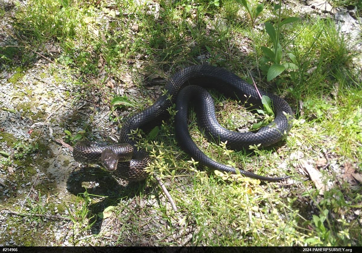 Eastern Ratsnake