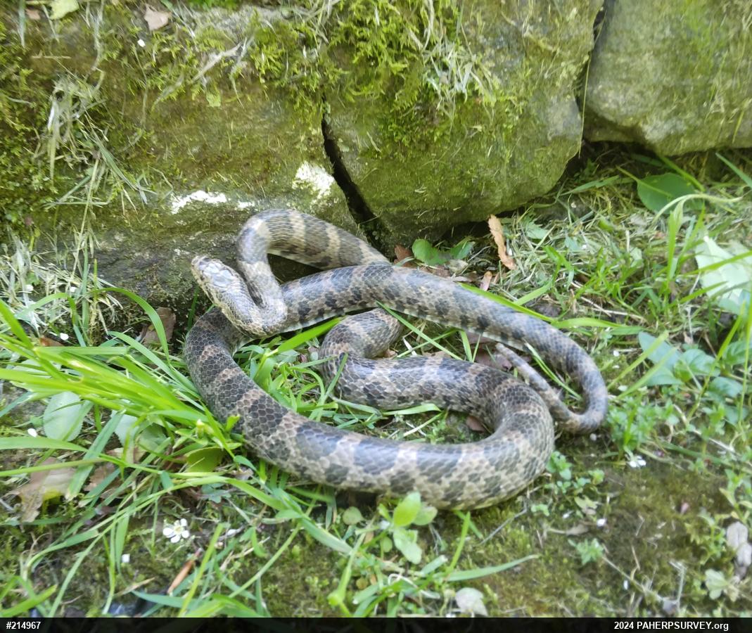 Eastern Milksnake
